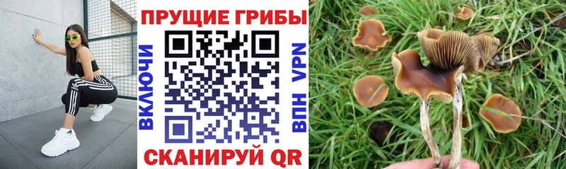 Псилоцибиновые грибы прущие грибы  darknet наркотические препараты  Снежинск  кракен зеркало 